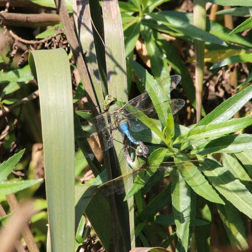 iNaturalist observation photo of Common Green Darner