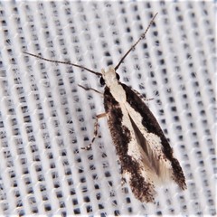 Agnippe prunifoliella