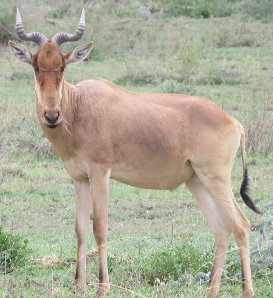 Coke’s hartebeest, Ngorongoro Crater, Tanzania, photographed by Adam Kranz