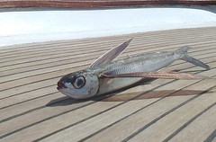 Exocoetidae