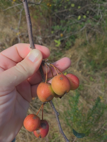 Dawson crabapple (Malus ×)