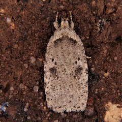 Agonopterix argillacea