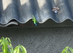 Anolis allisoni