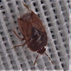 Amnestus pallidus