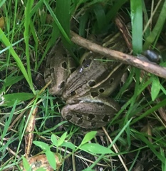 Lithobates kauffeldi