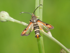 Pyropteron chrysidiforme