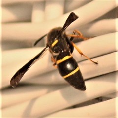 Euodynerus foraminatus