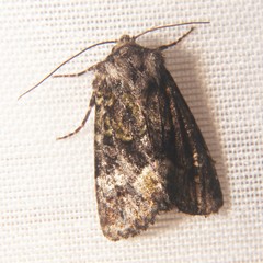Lacinipolia olivacea