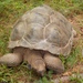 Seychelles Giant Tortoise - Photo (c) amirb, some rights reserved (CC BY-NC)