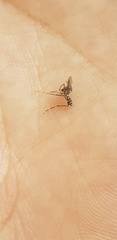 Aedes koreicus