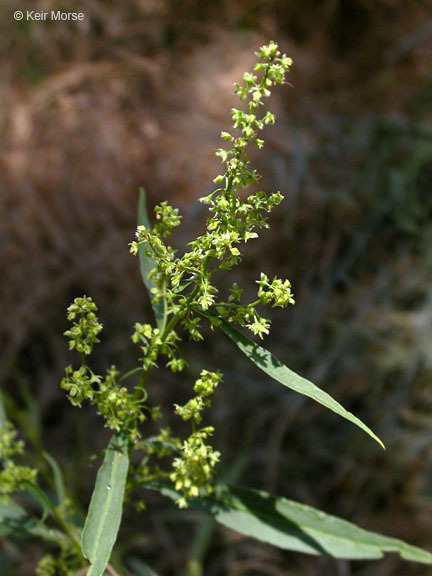 Rumex utahensis