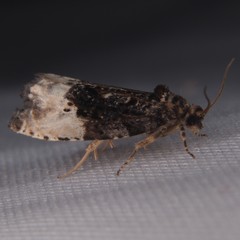 Apotomis capreana