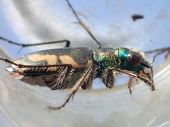 Cicindela parowana wallisi