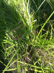 Carex paleacea