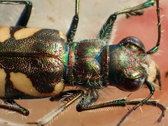 Cicindela parowana wallisi