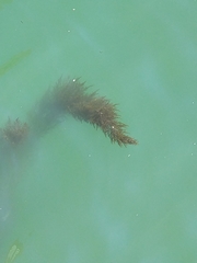 Sargassum muticum