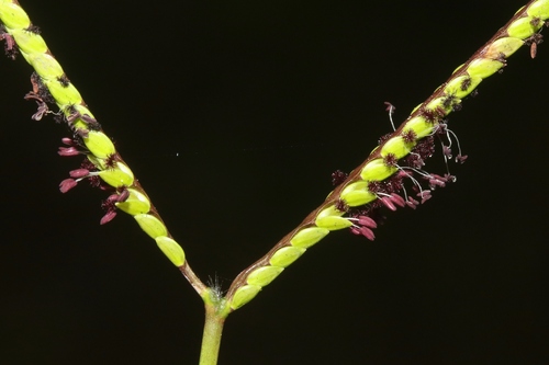 Paspalum minus iNat (2)