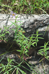 Rhexia mariana mariana