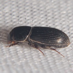 Ataenius strigatus