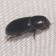Ataenius strigatus
