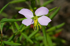 Rhexia mariana mariana