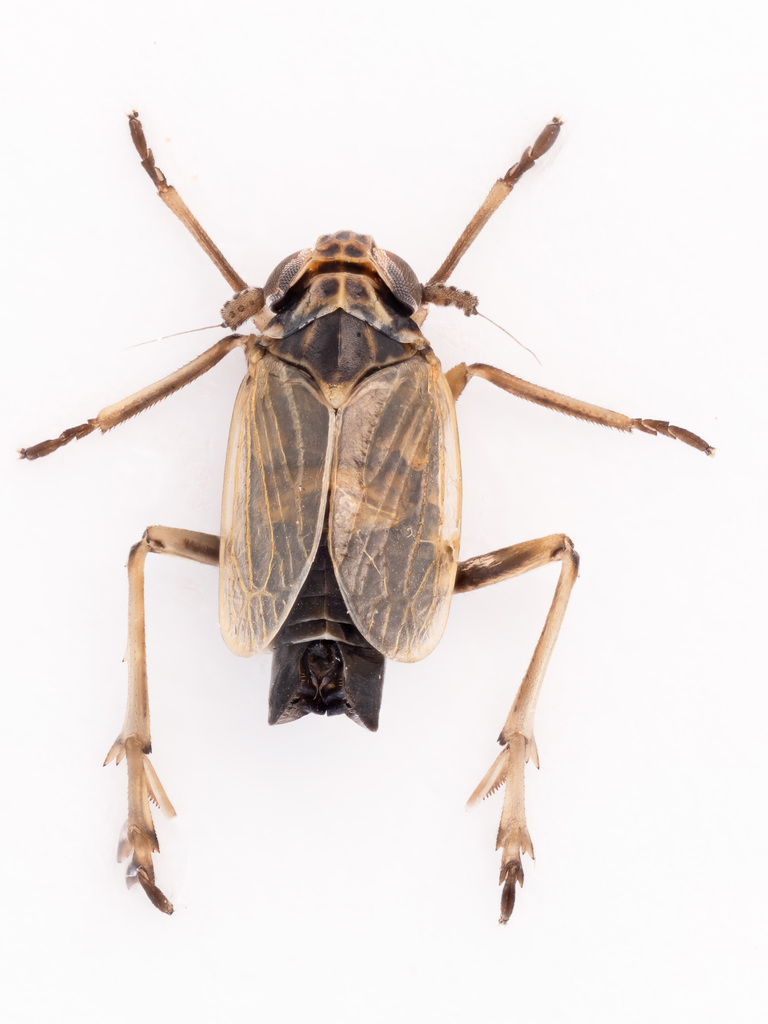 Javesella bottnica