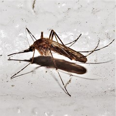 Ochlerotatus