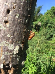 Cryptotympana atrata