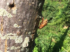 Cryptotympana atrata