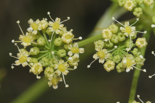 Petroselinum crispum observed 2024-07-29