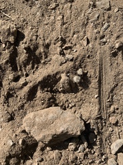 Dasymutilla coccineohirta