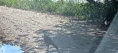 Caracara plancus image
