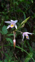 Bletilla formosana