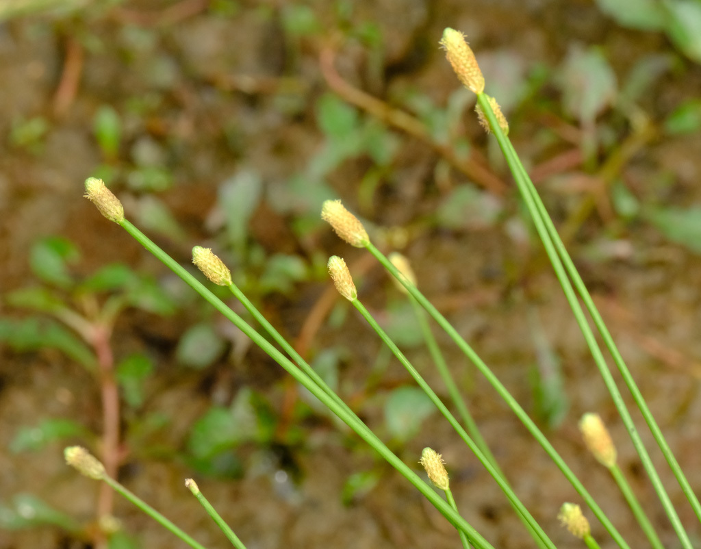 Eleocharis engelmannii