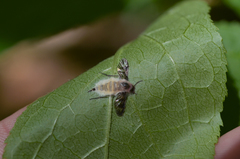 Furia ithacensis