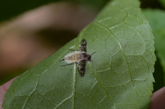 Furia ithacensis