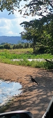 Caracara plancus image