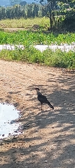 Caracara plancus image