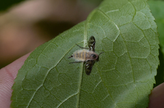 Furia ithacensis
