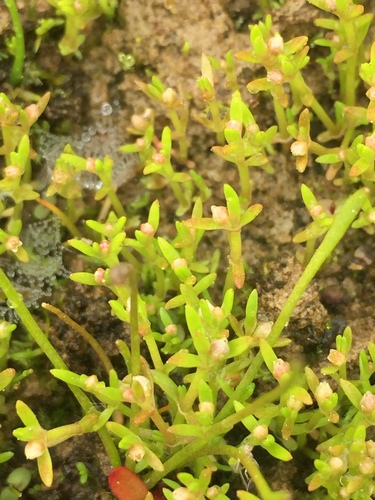 Tillaea aquatica iNat (2)