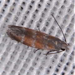 Battaristis vittella