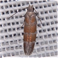 Battaristis vittella