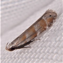 Battaristis vittella