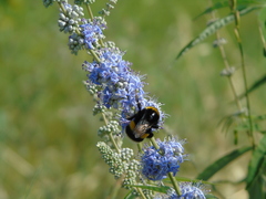 Bombus terrestris dalmatinus