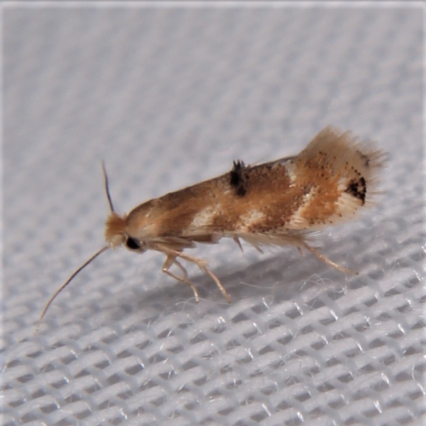 Crowned Bucculatrix Moth