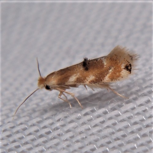 Crowned Bucculatrix Moth (Bucculatrix coronatella) · iNaturalist