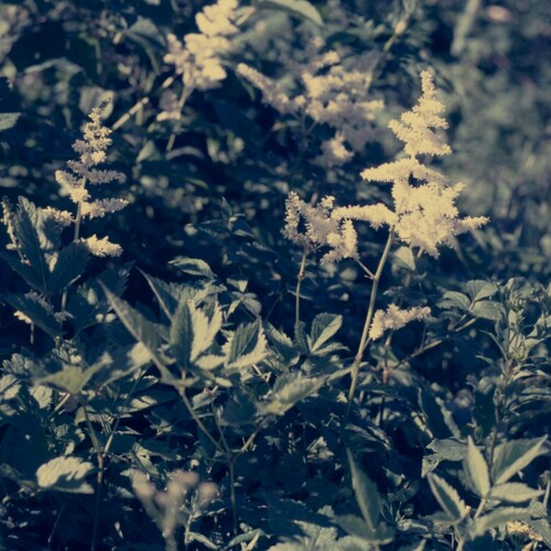 Astilbe thunbergii iNat (3)