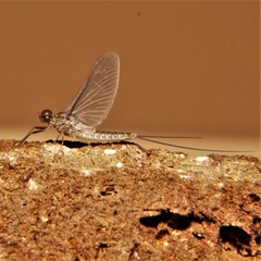 Callibaetis fluctuans