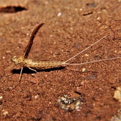 Callibaetis fluctuans