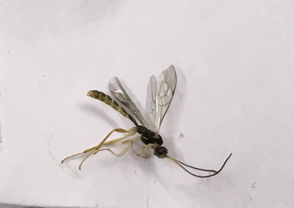 Diacritinae